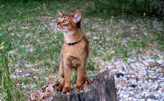 L'Abyssin, chat à l’allure résolument majestueuse