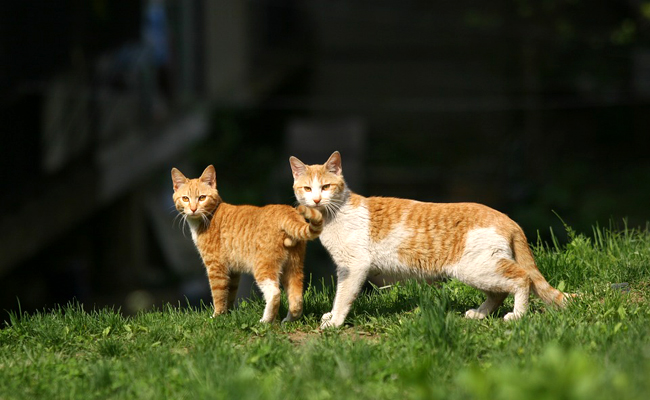 L’accouplement chez le chat : comment ça se passe ?