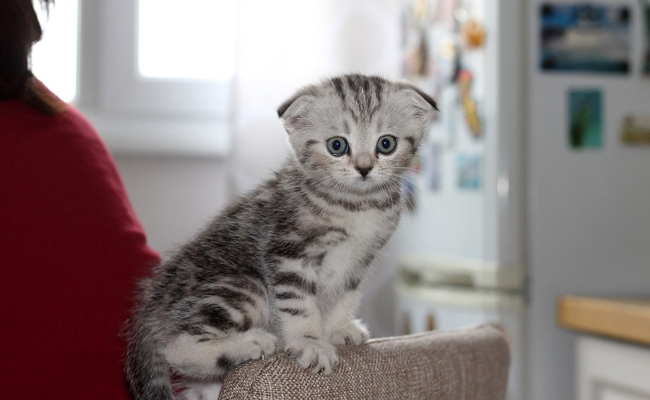 Comment accueillir un chaton à la maison ?