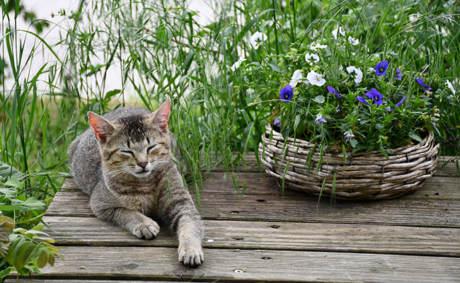 Que fait le chat de ses journées ?