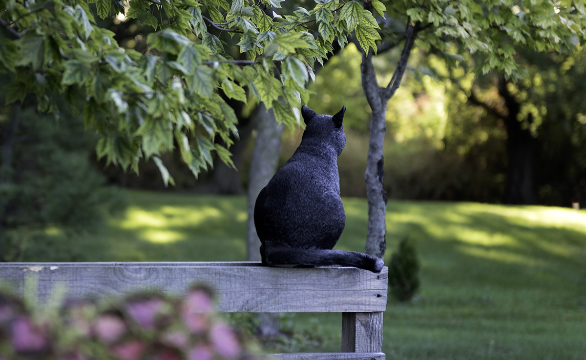 Comment adapter votre jardin aux chats ? 10 conseils !