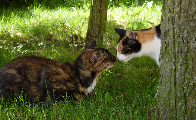 Adopter un deuxième chat : quelles précautions prendre ?