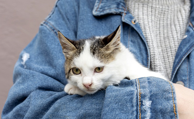 Adopter un chat adulte : conseils et bonnes pratiques