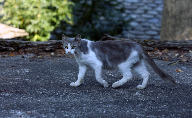 Adopter un chat errant : 6 conseils à retenir