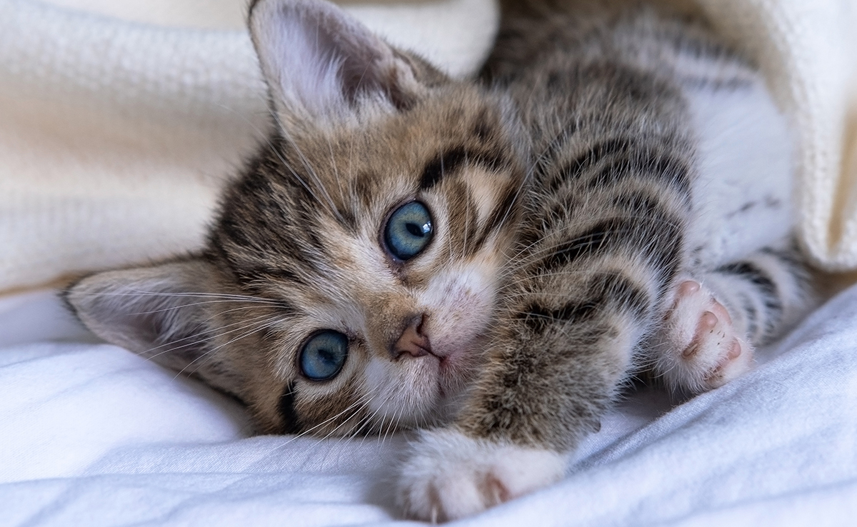 Un chat n'est pas un jouet : 5 réflexions avant d'adopter un chaton !