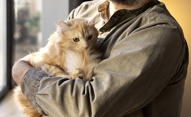 A partir de quel âge considère-t-on qu'un chat est senior ?