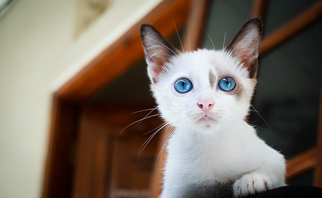 À quel âge mon chat atteint-il sa taille adulte ?