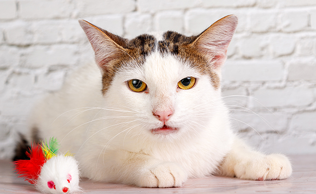 Mon chat est asthmatique : comment l'aider ?