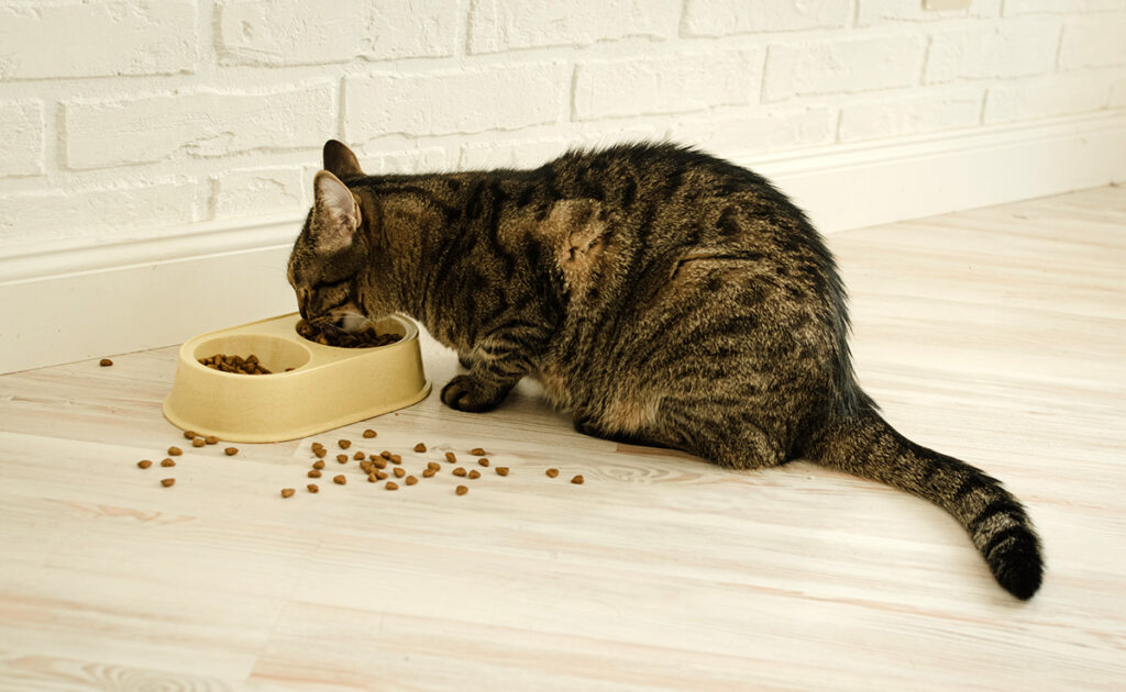 Mélanger pâtée et croquettes pour chat : bonne ou mauvaise idée ?