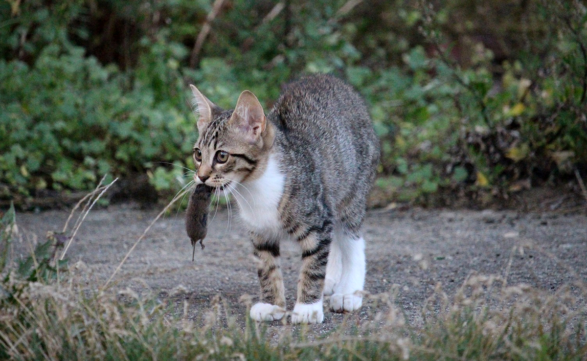 Quelle est l’alimentation naturelle du chat si on ne le nourrit pas ?