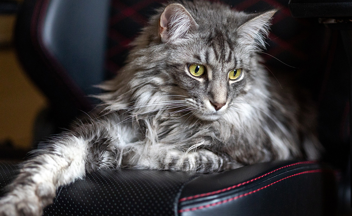 12 anecdotes sur le Maine Coon !