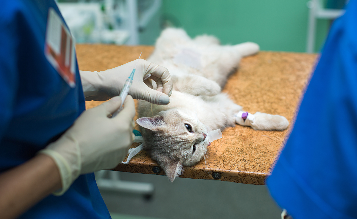 Anémie chez le chat : causes, symptômes, traitements et prévention