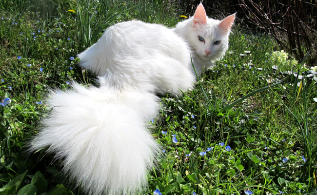 L’Angora turc