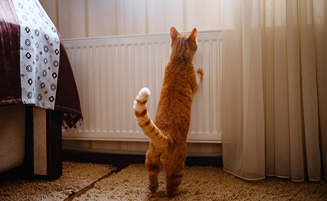 Anxiété de séparation chez le chat