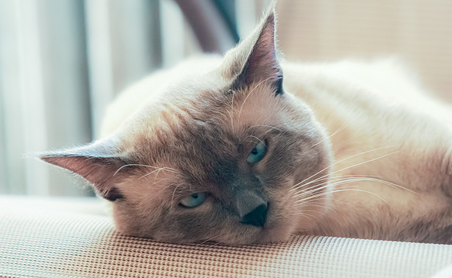 Appeler un chat, un chat : pourquoi cette expression ?