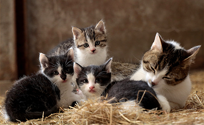 Qu’apprend la chatte à ses chatons ?