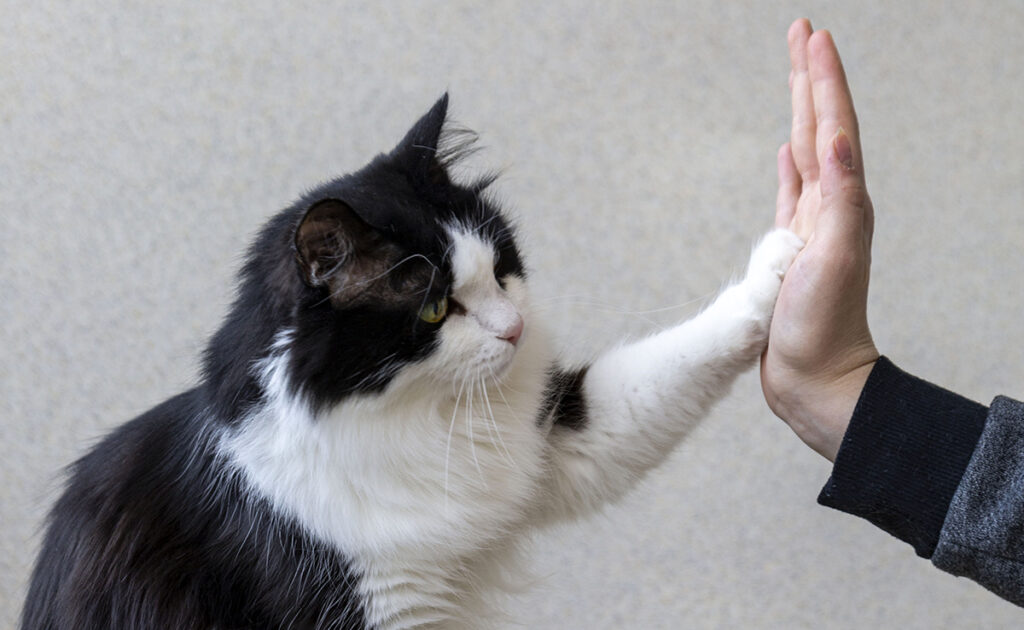 Comment apprendre des tours à son chat ? Lesquels ?