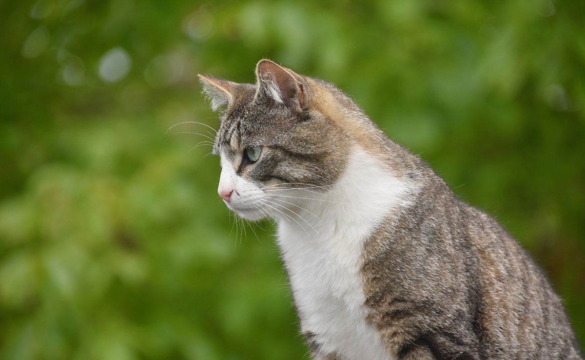 Après un abandon, un chat garde-t-il des séquelles ? Peut-il être adopté sans problème ?