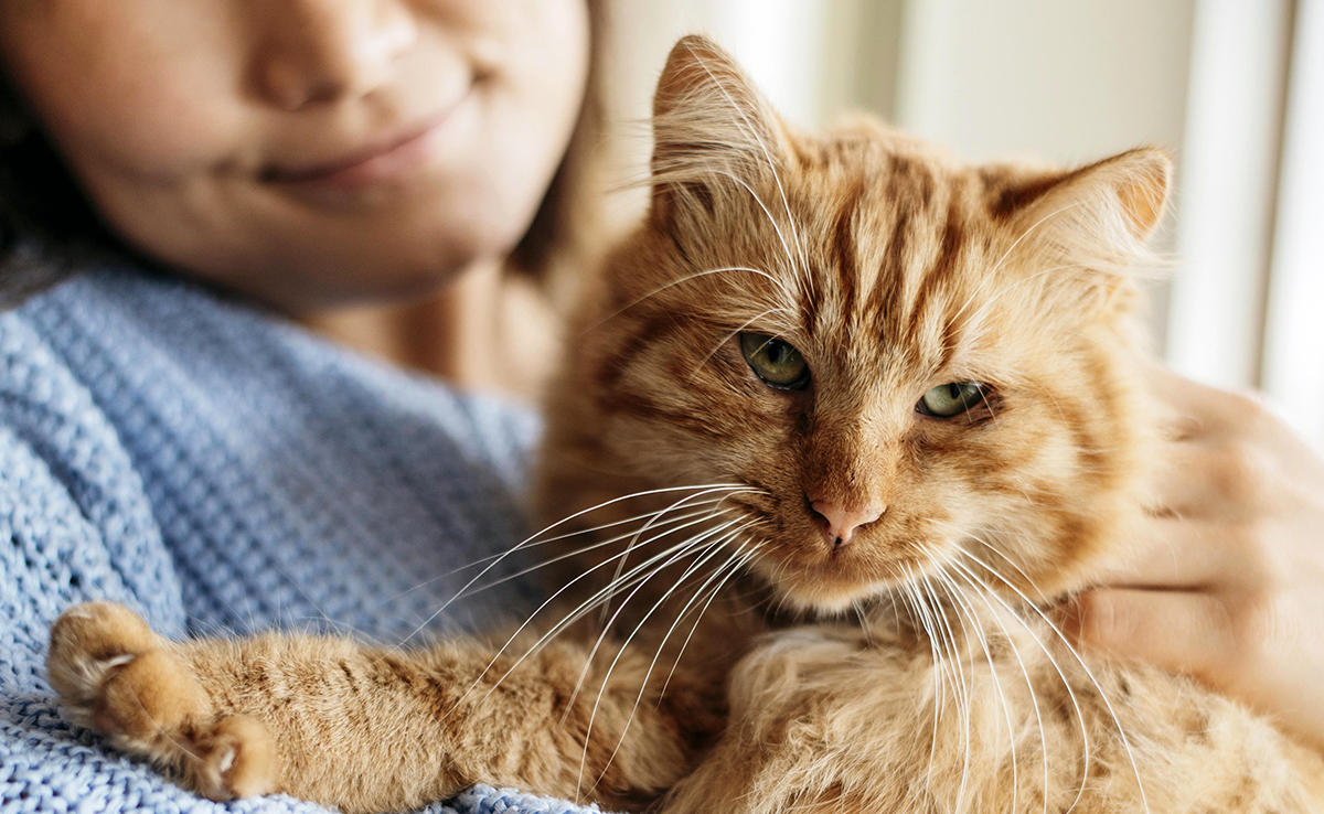 Gagner de l’argent en gardant des chats : 11 conseils !