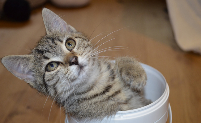 Comment préparer l'arrivée de votre chaton à la maison ?