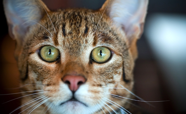 L'Ashera, considéré comme le plus grand chat du monde