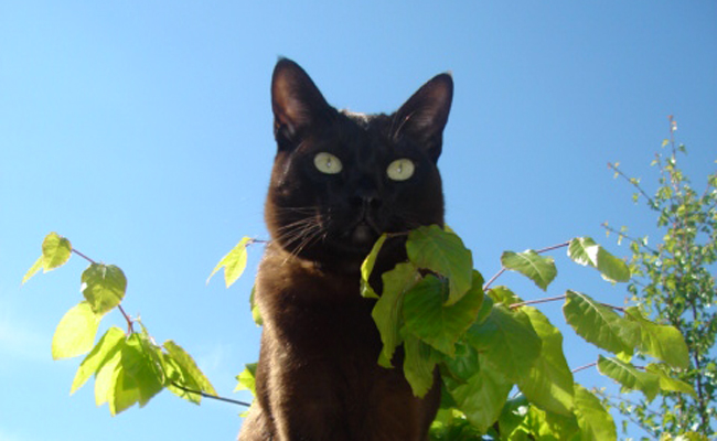 Asian ou Asiatique, un chat à l'élégance certaine