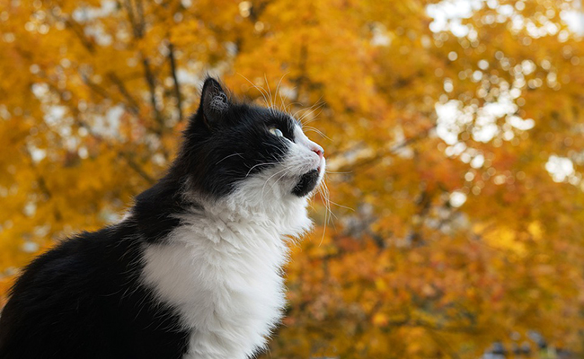 Quel est le coût moyen d'une assurance santé pour chat ?