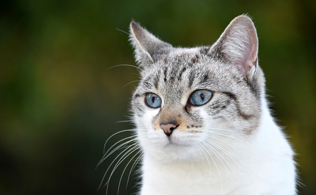 Je n'ai pas d'historique médical de mon chat : puis-je souscrire à une assurance ?