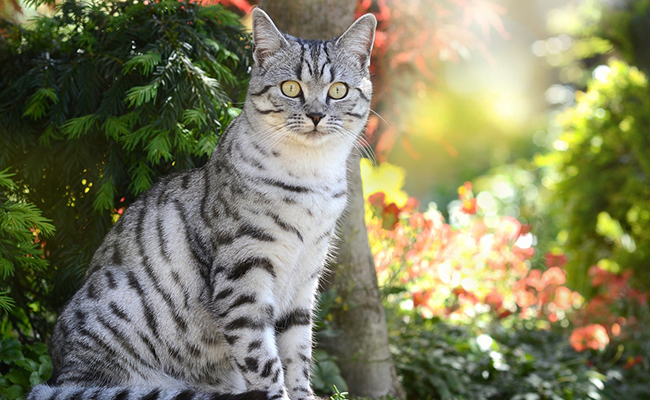 La race du chat influe-t-elle sur le prix de son assurance santé ?