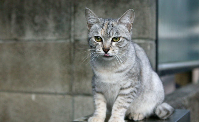 L'Australian Mist, un chat à la tête expressive