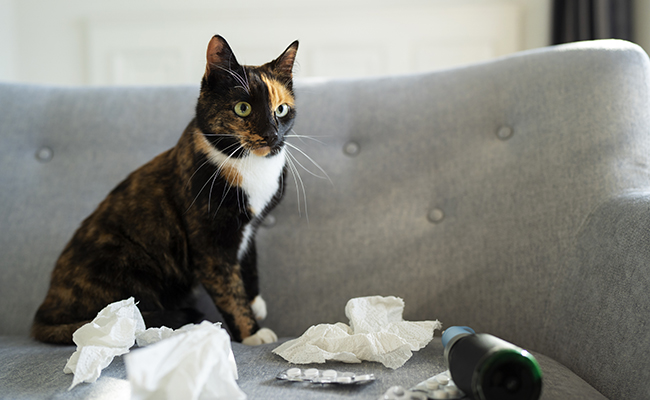 Automédication : attention danger pour votre chat !