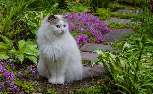 Avoir d'autres chats à fouetter : pourquoi faudrait-il leur faire du mal ?