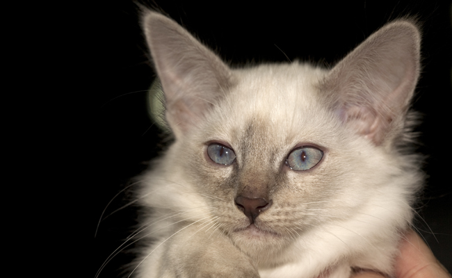 Le Balinais, le chat à l'allure princière