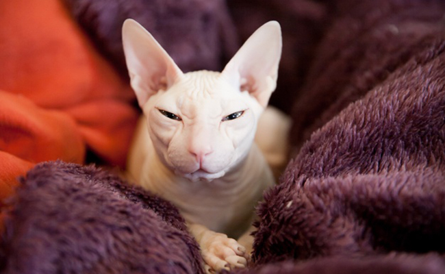 Le Bambino, nouvelle race de chat sans poils