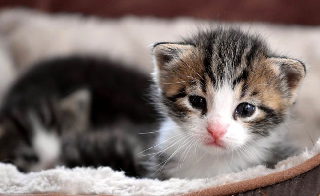 Ma chatte ne s'occupe pas de ses chatons : que faire ?