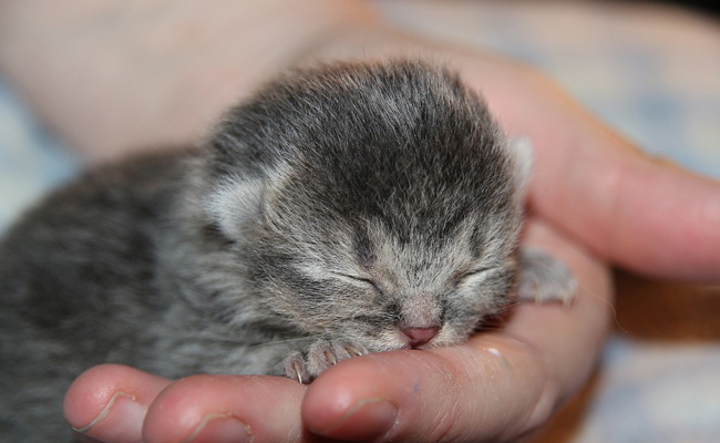 Comment nourrir un chaton non sevré ? Quelle alimentation idéale ?