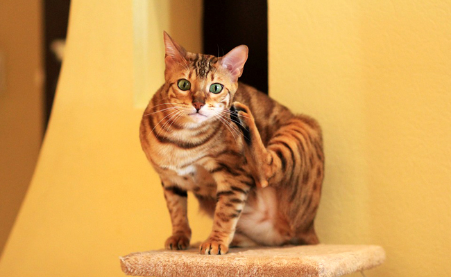 Bengal