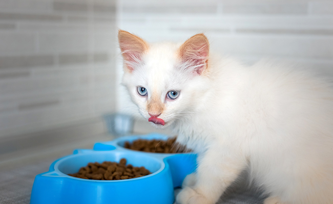 Quelle est l'évolution des besoins nutritionnels du chaton ?