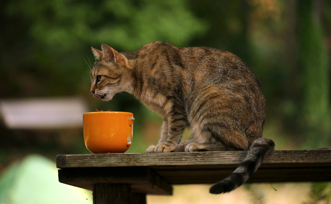 Les besoins en minéraux dans l'alimentation du chat