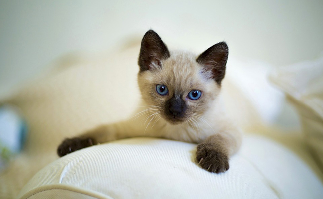 Les 5 premières bêtises du chaton qu'il ne manquera pas de faire !