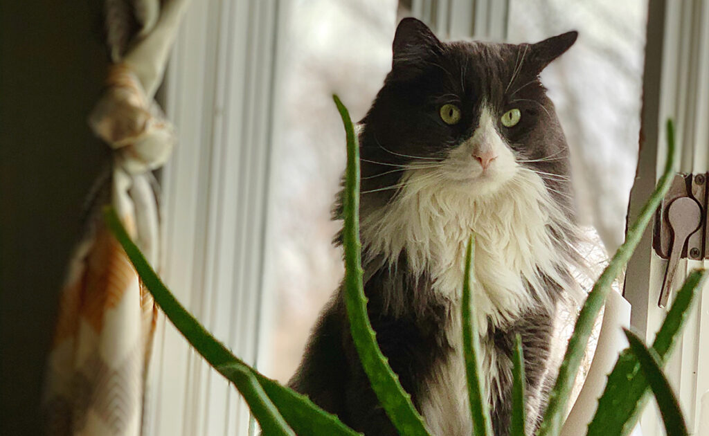 Quels sont les bienfaits de l'Aloé Vera pour le chat ?