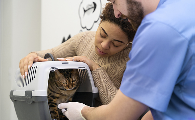 Bilan de santé du chat : que va faire le vétérinaire ?