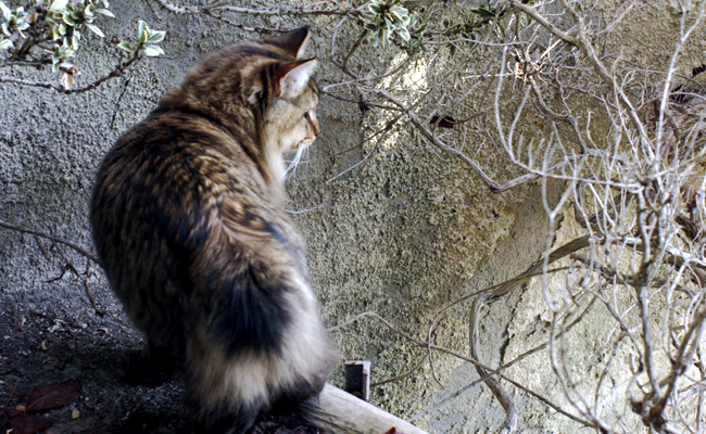 Le Bobtail américain est un chat de taille moyenne