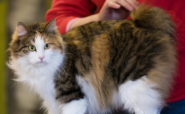 Le Kurilian Bobtail est une race de chat que l’on n’est pas près de rencontrer à tous les coins de rue.