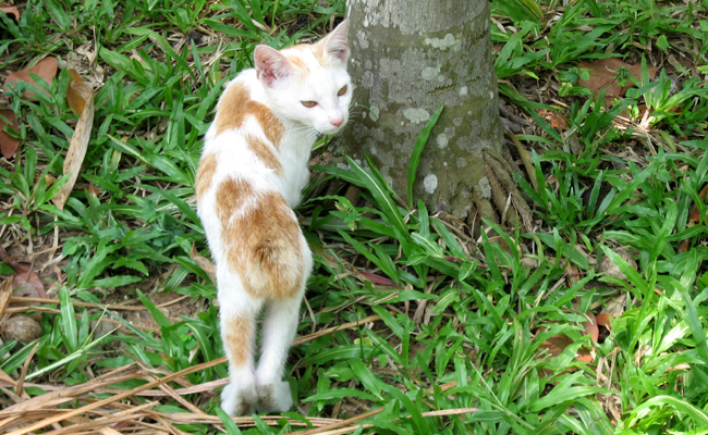 le Bobtail japonais développe une bonne musculature et a une taille moyenne