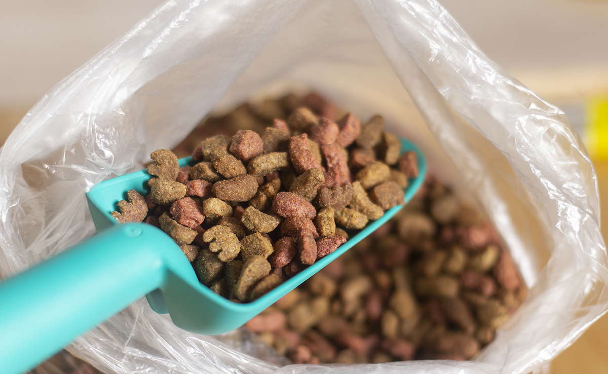 Une bouteille d’eau en plastique, des trous, des croquettes, une façon ludique de nourrir votre chat !