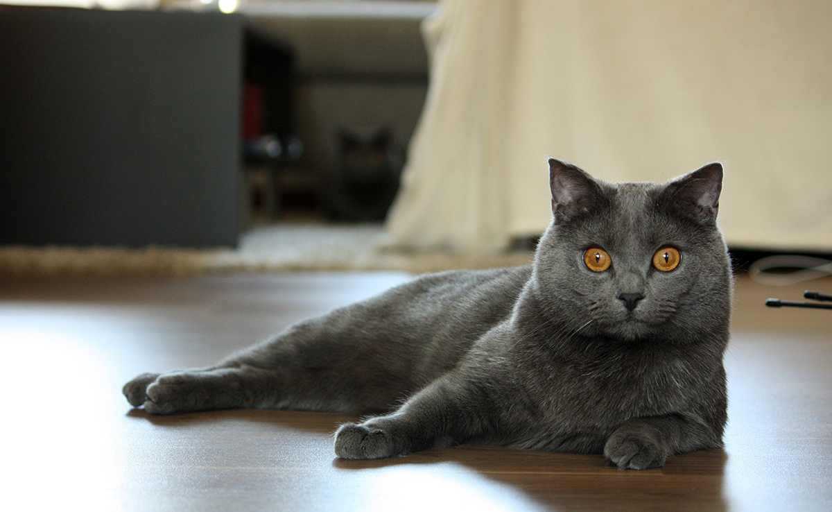 Brosser et toiletter un Chartreux : conseils et astuces