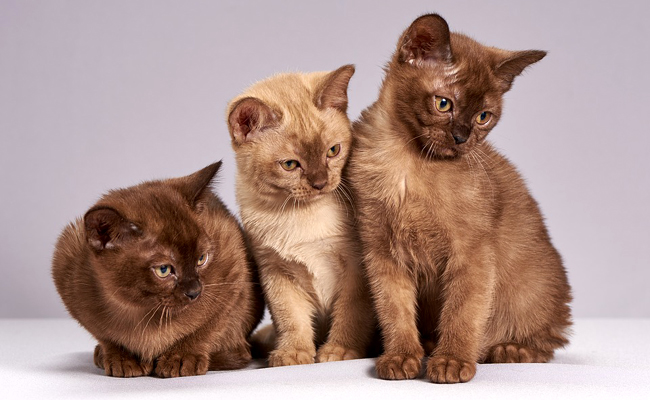 Chatons Burmese