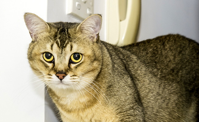 Le Burmilla, chat tranquille, gentil et joueur