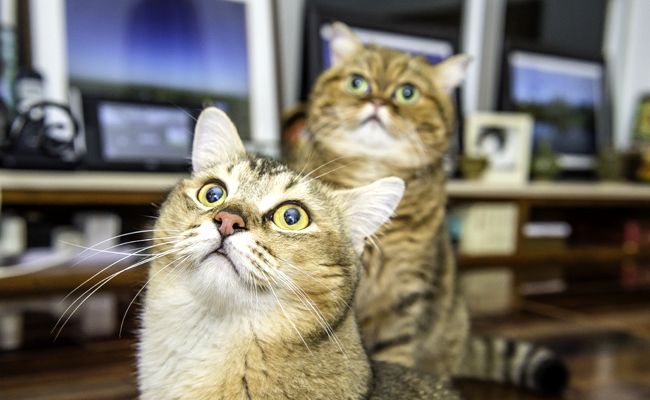 le Burmilla est un chat de taille moyenne